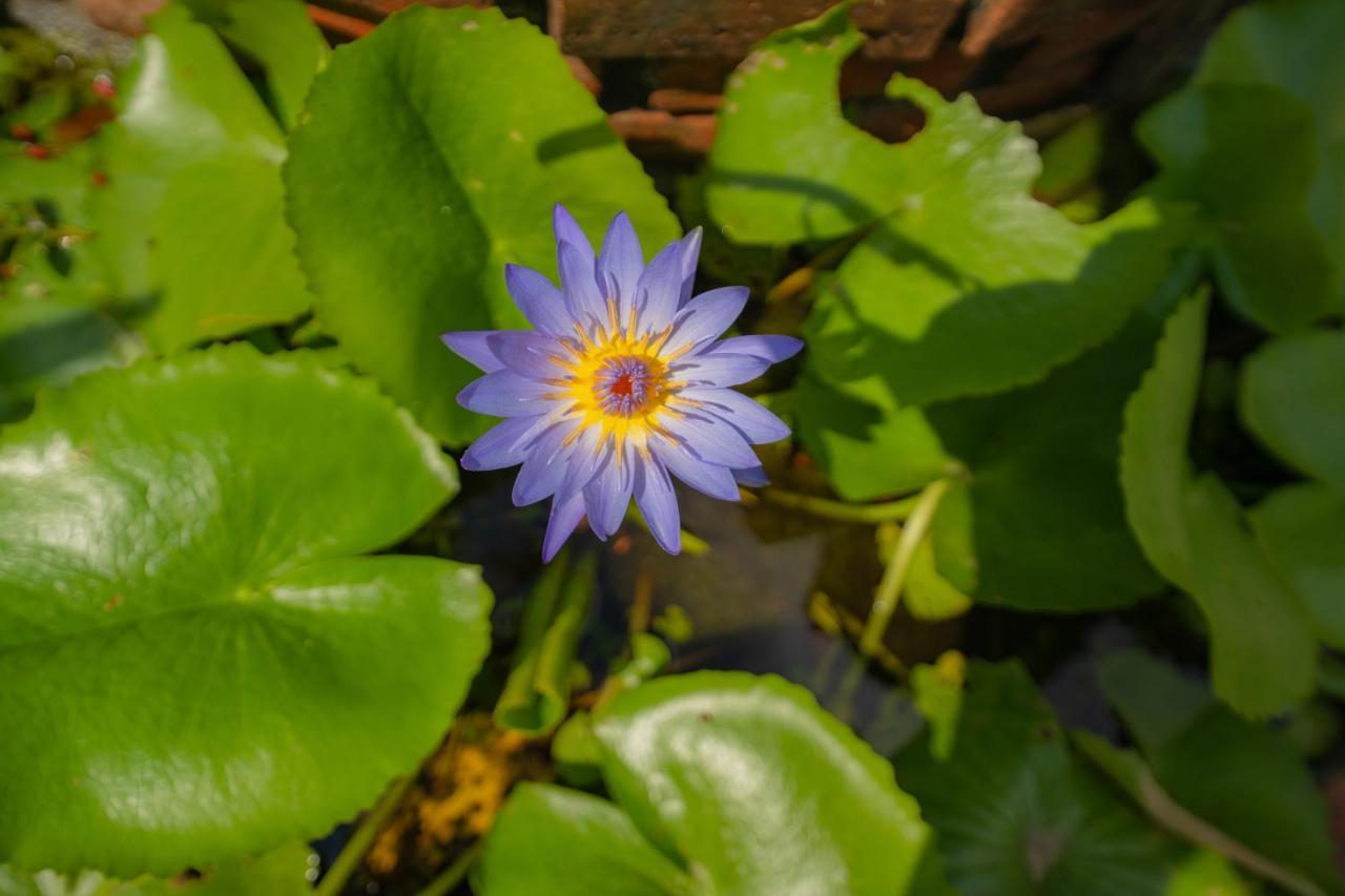 Strawberry Garden Homestay Hoi An Bagian luar foto